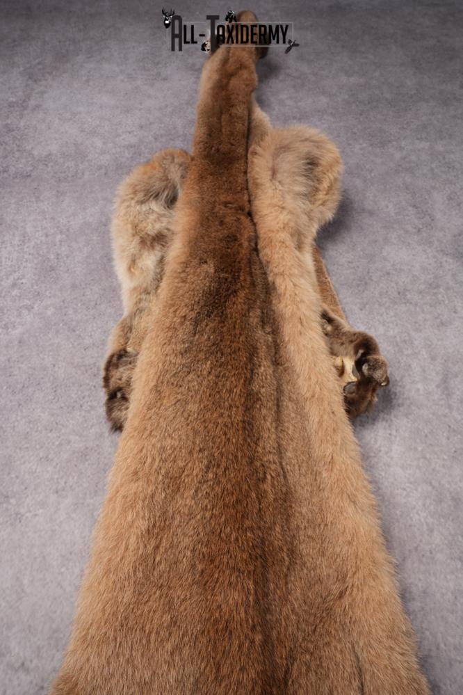 Mountain Lion Hide SKU 2827 - Image 3