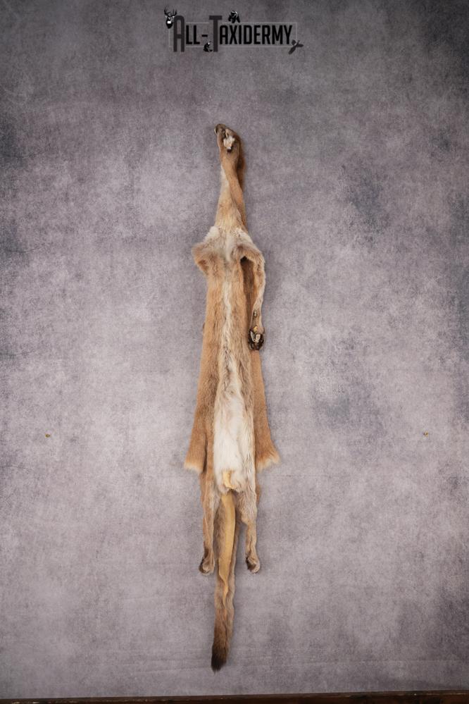 Mountain Lion Hide SKU 2827 - Image 2