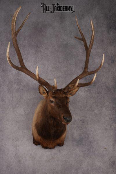 Elk Shoulder Mount SKU 2861