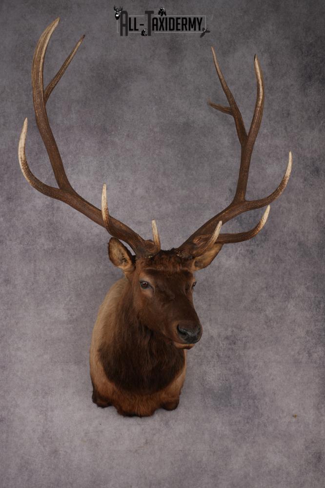 Elk Shoulder Mount SKU 2861