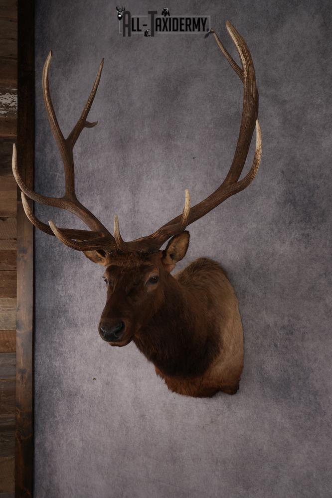 Elk Shoulder Mount SKU 2861 - Image 8