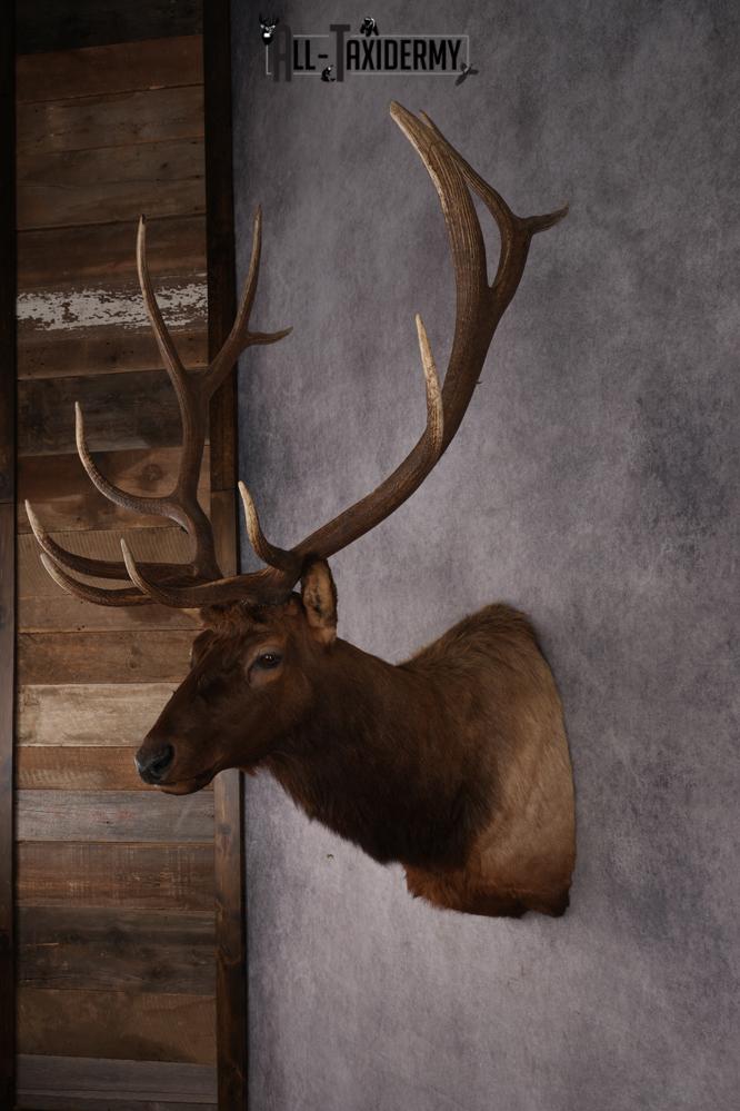 Elk Shoulder Mount SKU 2861 - Image 7