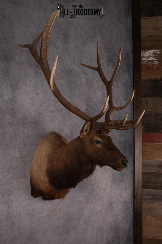 Elk Shoulder Mount SKU 2861 - Image 6