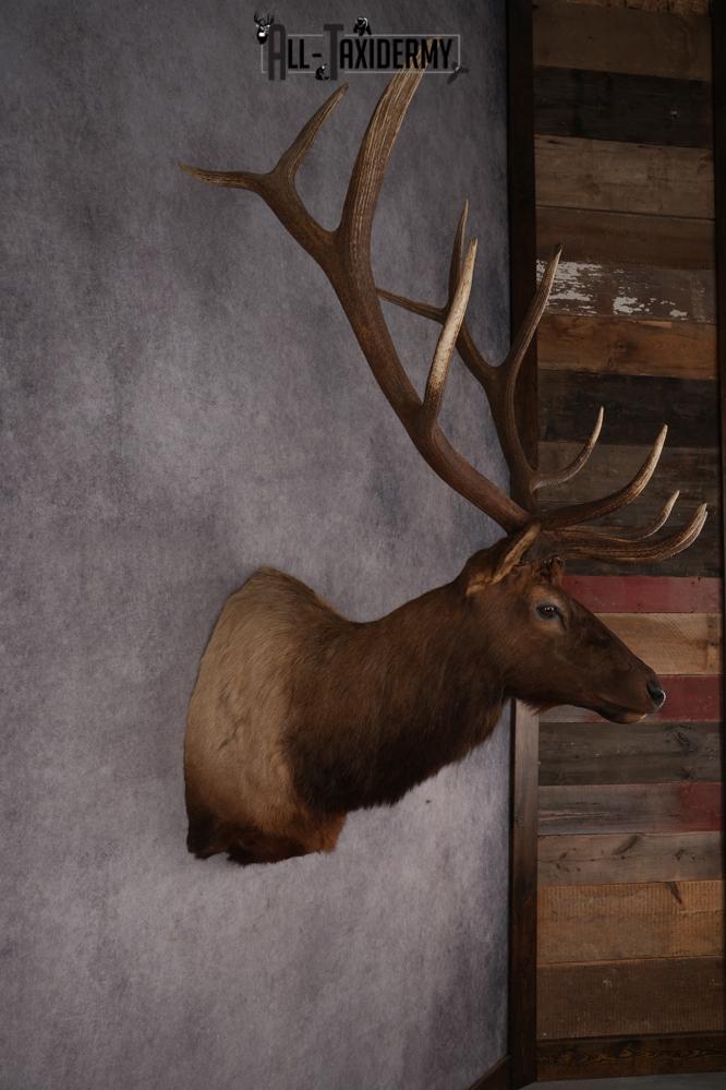 Elk Shoulder Mount SKU 2861 - Image 5