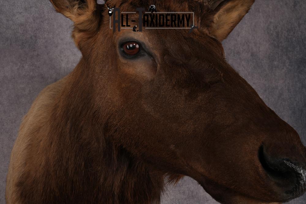 Elk Shoulder Mount SKU 2861 - Image 4