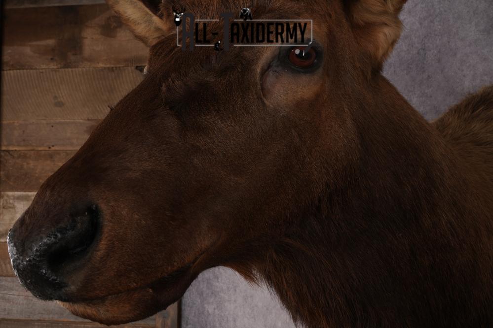 Elk Shoulder Mount SKU 2861 - Image 3