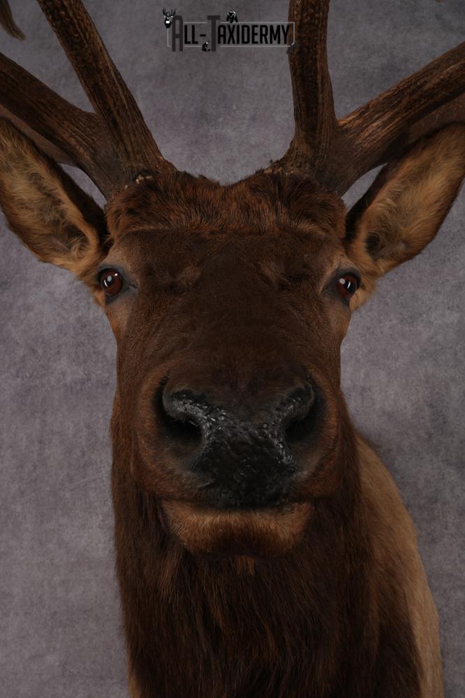 Elk Shoulder Mount SKU 2861 - Image 2