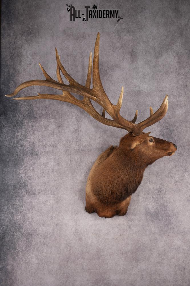 Elk Shoulder Mount