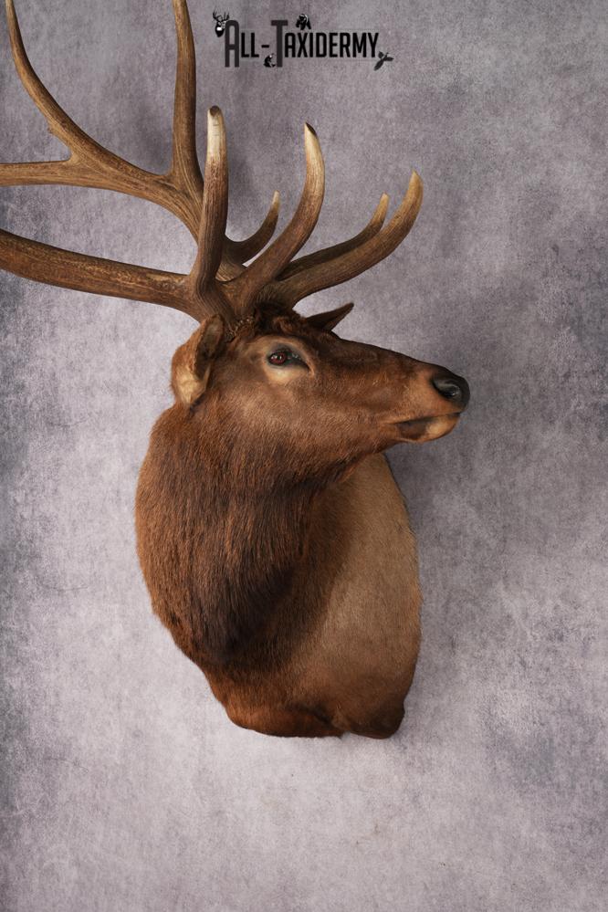 Elk Shoulder Mount SKU 2863 - Image 17