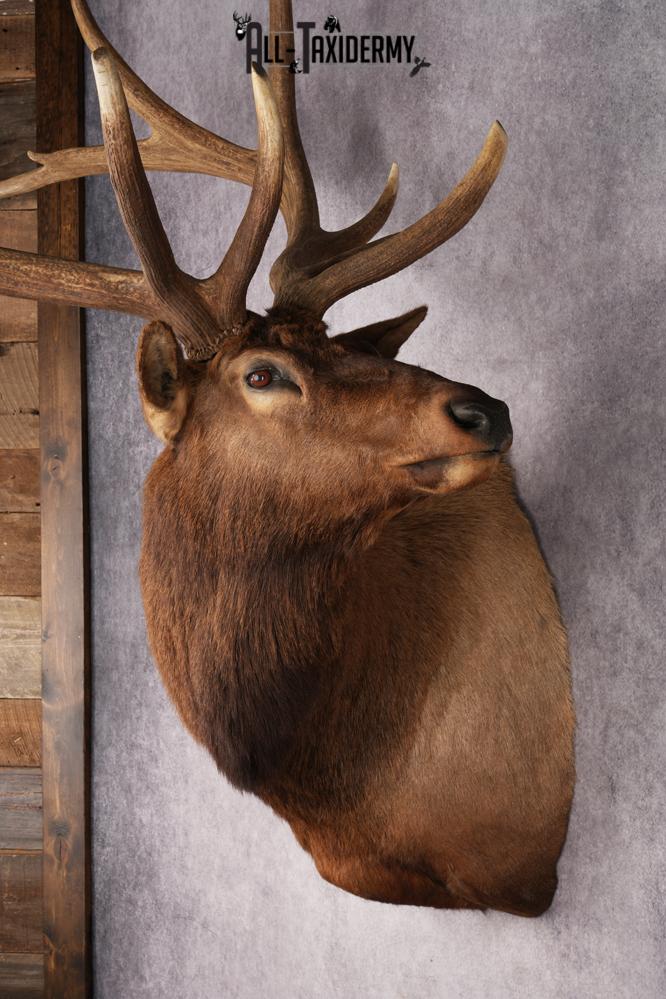 Elk Shoulder Mount SKU 2863 - Image 15