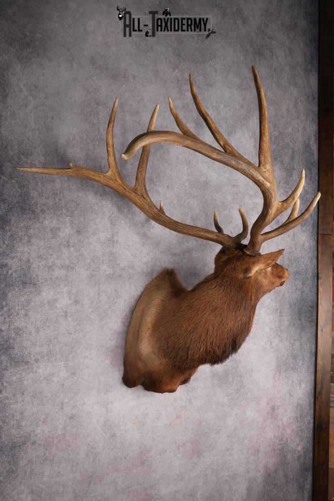 Elk Shoulder Mount SKU 2863 - Image 14