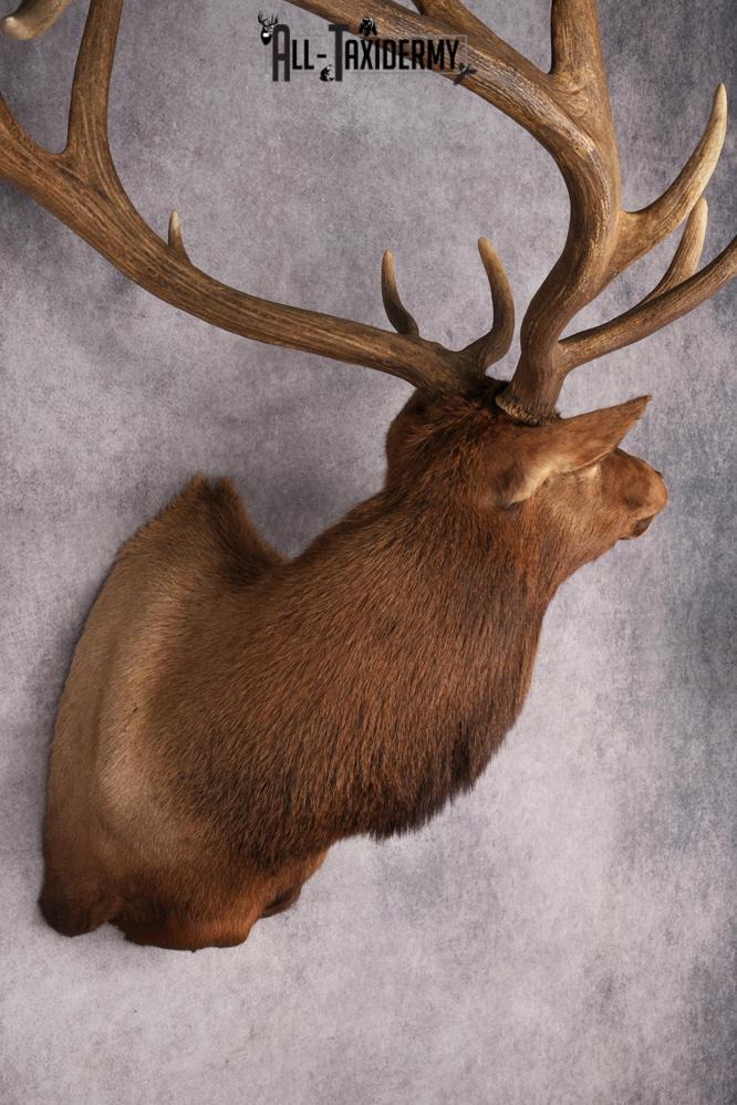 Elk Shoulder Mount SKU 2863 - Image 13