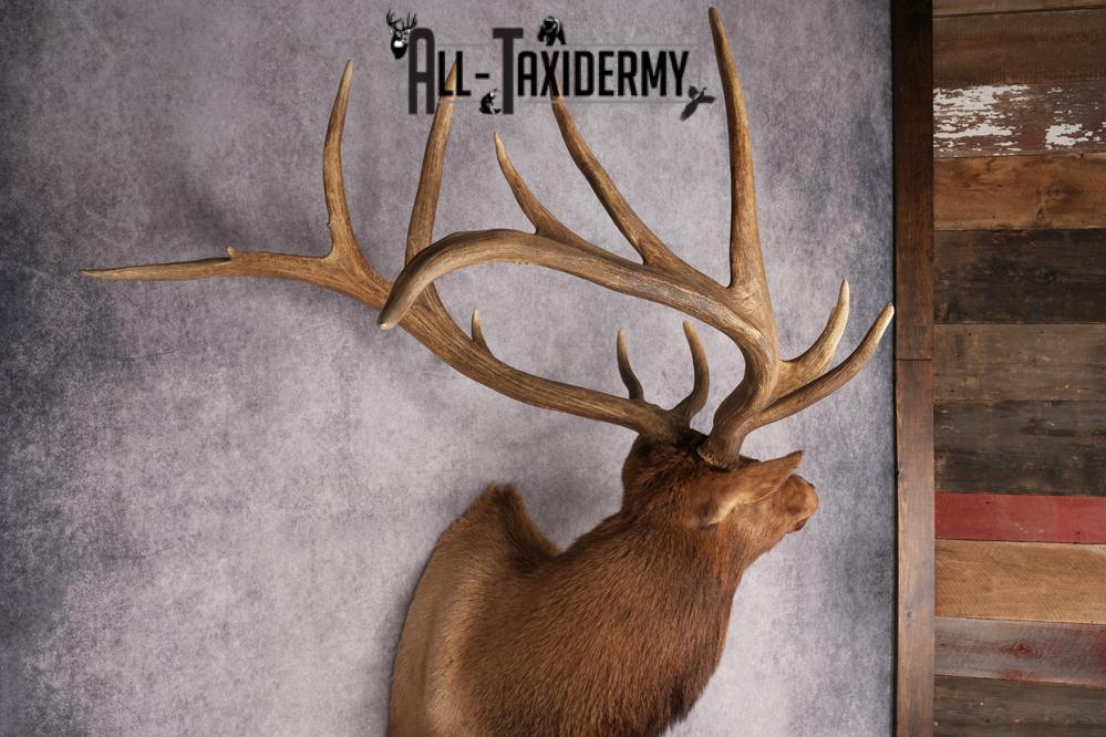 Elk Shoulder Mount SKU 2863 - Image 12