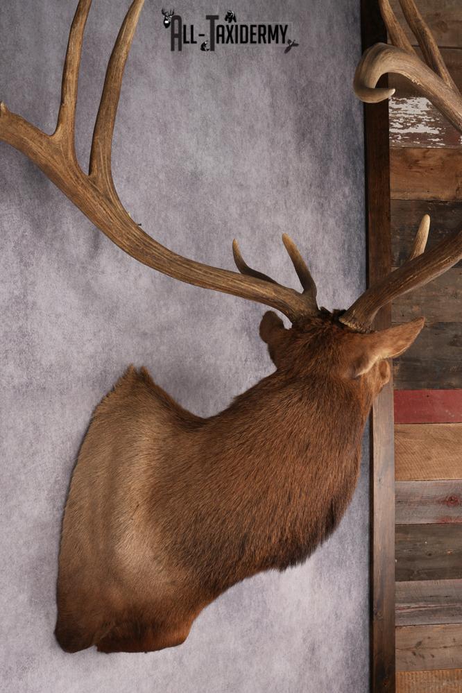 Elk Shoulder Mount SKU 2863 - Image 11