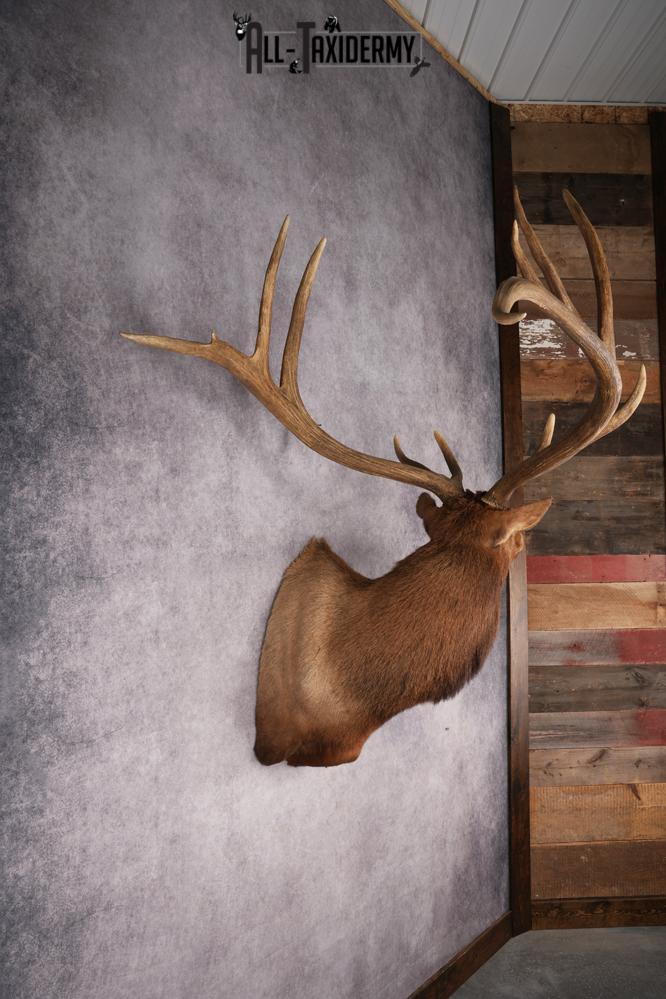 Elk Shoulder Mount SKU 2863 - Image 10