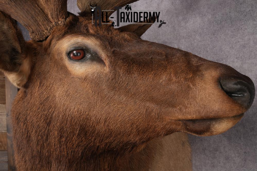Elk Shoulder Mount SKU 2863 - Image 9