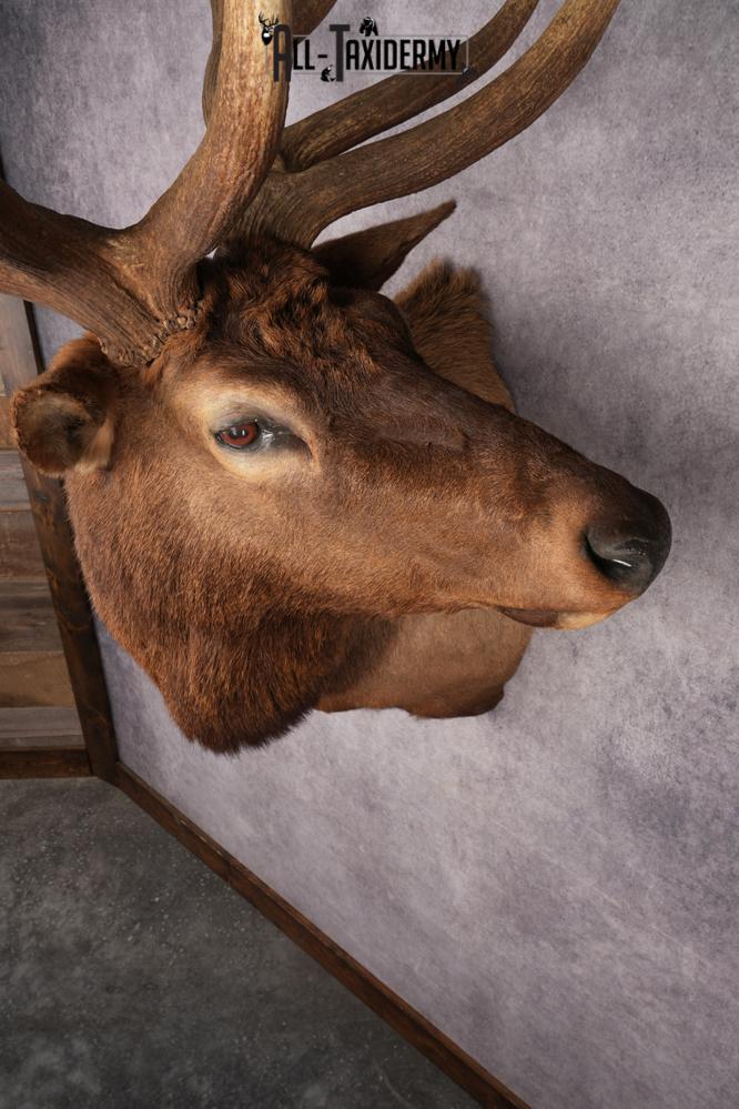 Elk Shoulder Mount SKU 2863 - Image 8