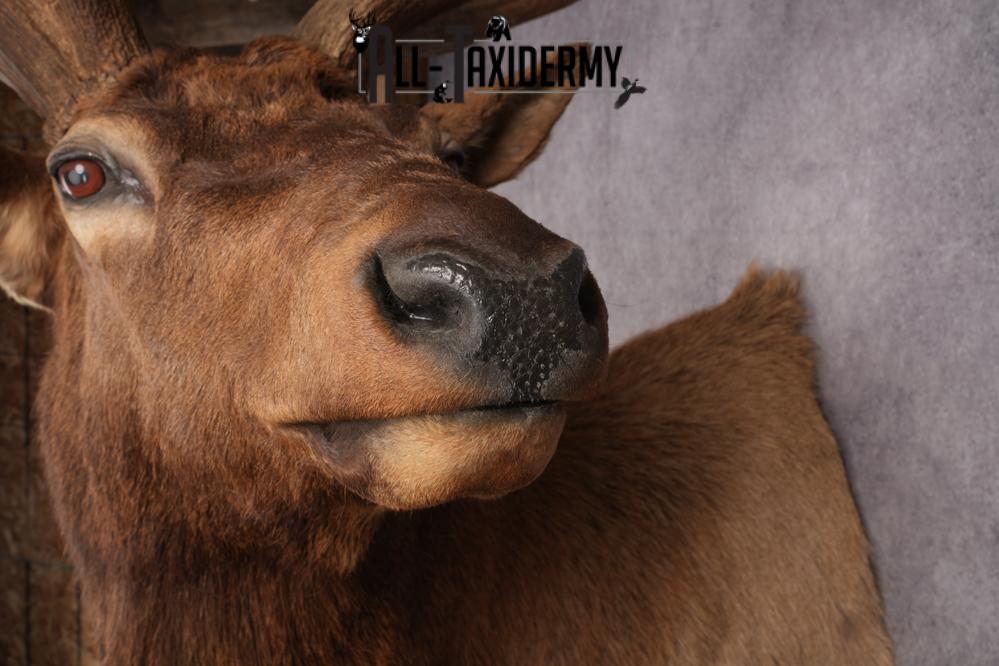 Elk Shoulder Mount SKU 2863 - Image 7