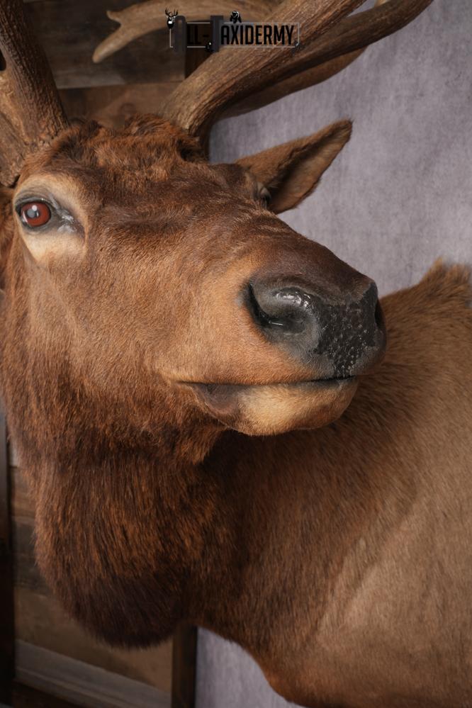 Elk Shoulder Mount SKU 2863 - Image 6