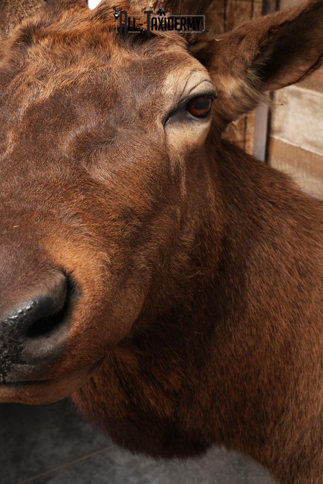 Elk Shoulder Mount SKU 2863 - Image 5