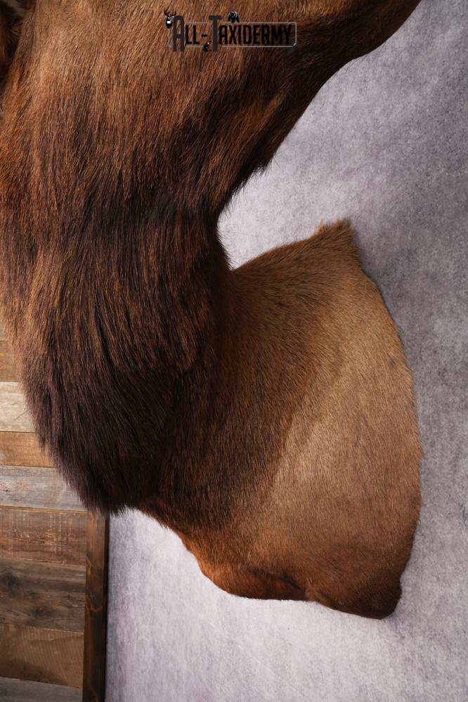 Elk Shoulder Mount SKU 2863 - Image 4