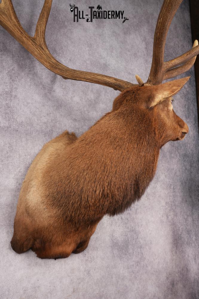 Elk Shoulder Mount SKU 2863 - Image 3