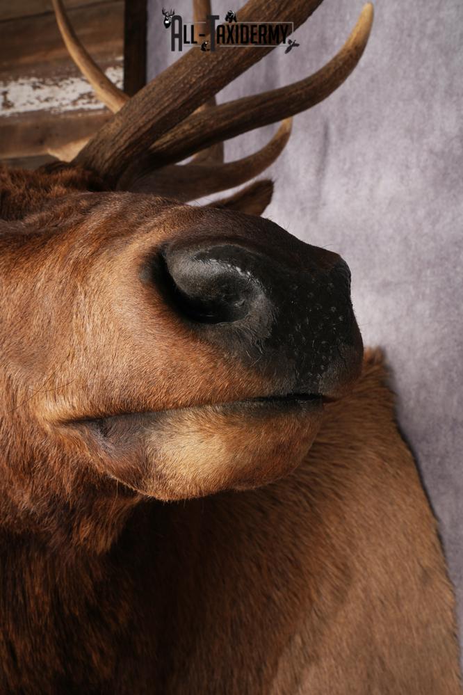 Elk Shoulder Mount SKU 2863 - Image 2