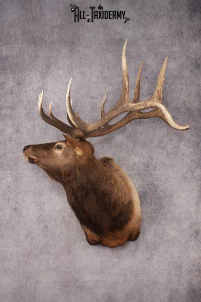 Elk Shoulder Mount SKU 2860
