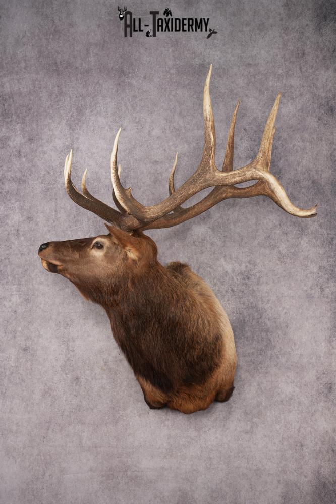 Elk Shoulder Mount SKU 2860