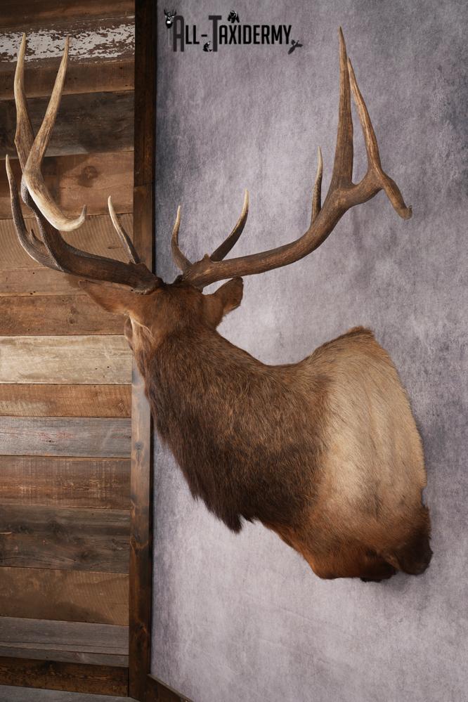 Elk Shoulder Mount SKU 2860 - Image 8