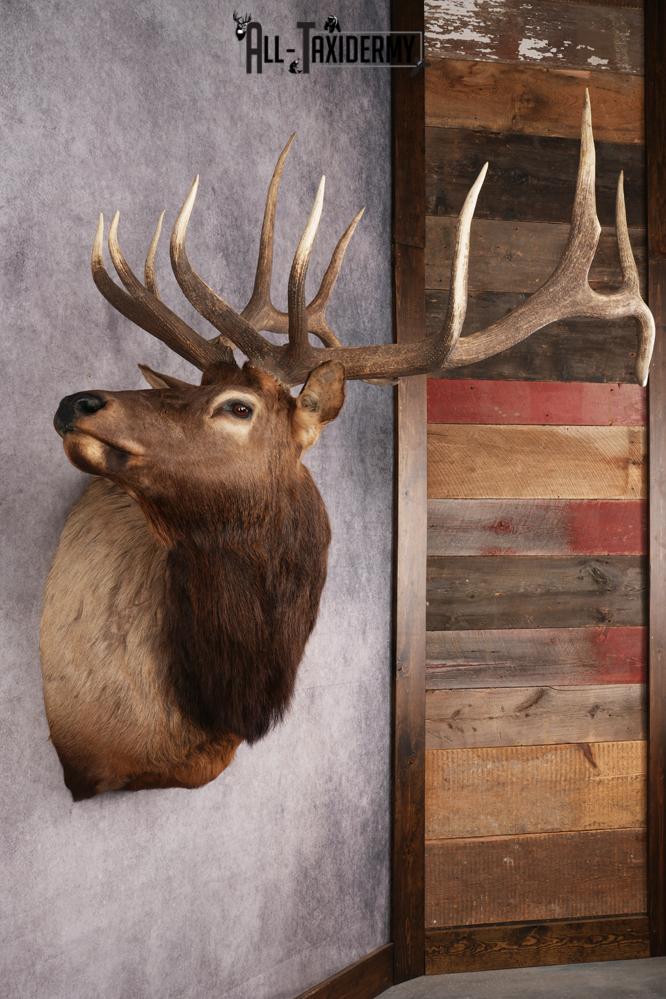 Elk Shoulder Mount SKU 2860 - Image 7