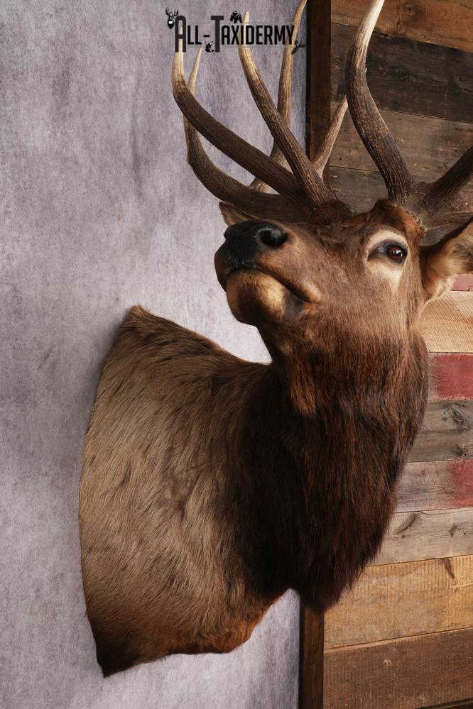 Elk Shoulder Mount SKU 2860 - Image 6