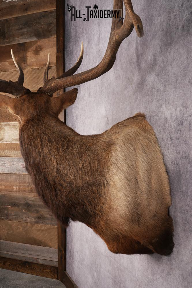 Elk Shoulder Mount SKU 2860 - Image 5