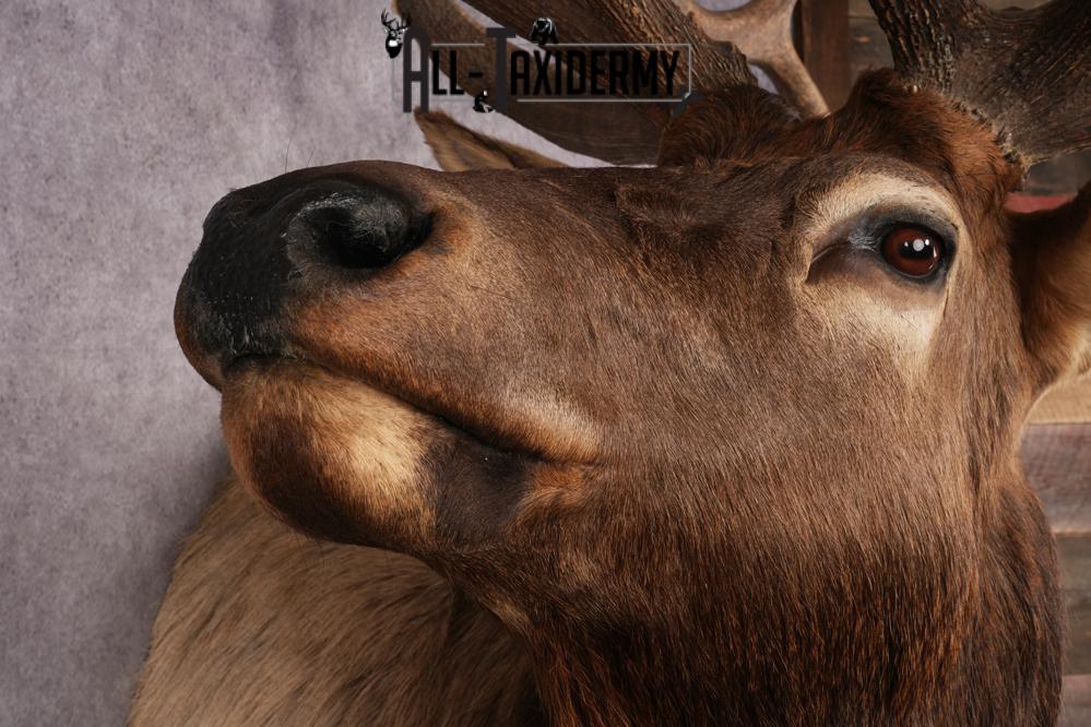 Elk Shoulder Mount SKU 2860 - Image 4