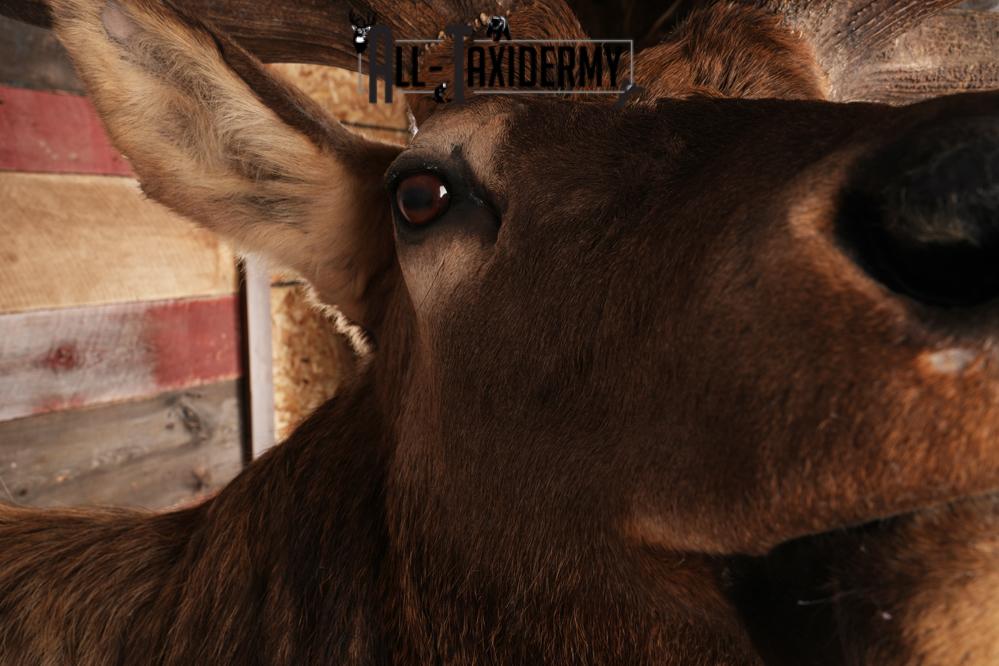 Elk Shoulder Mount SKU 2860 - Image 3