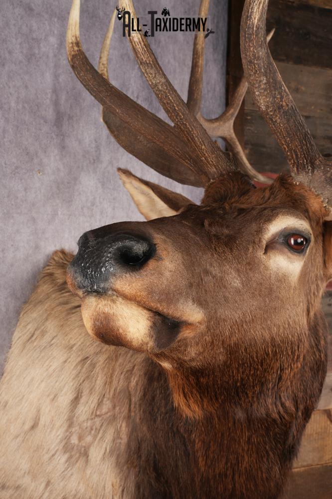 Elk Shoulder Mount SKU 2860 - Image 2