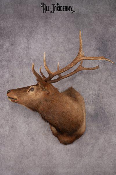 Elk Shoulder Mount SKU 2858