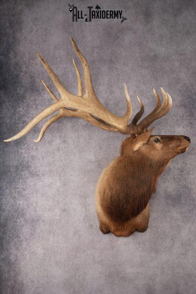 Elk Shoulder Mount SKU 2862