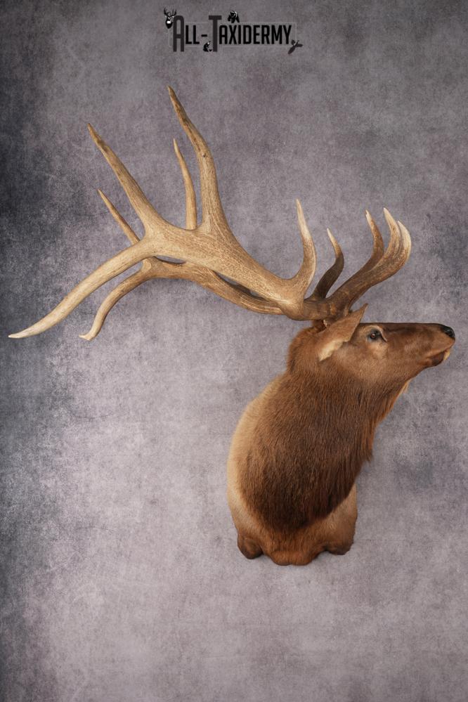 Elk Shoulder Mount SKU 2862