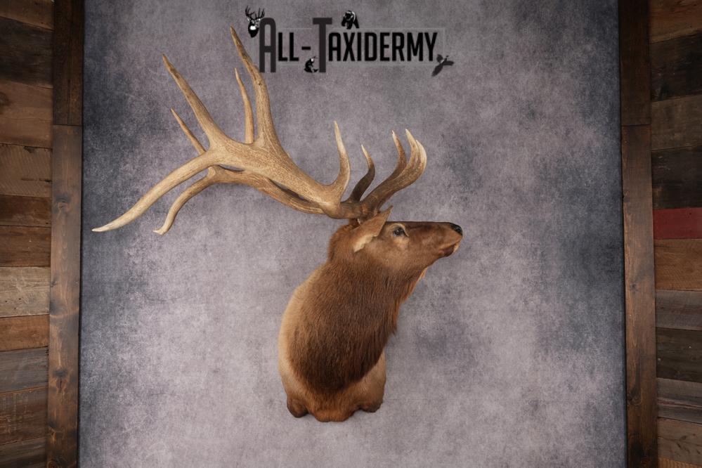 Elk Shoulder Mount SKU 2862 - Image 10