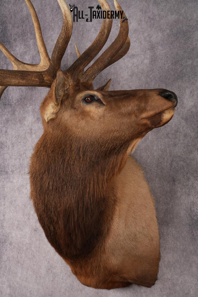 Elk Shoulder Mount SKU 2862 - Image 9