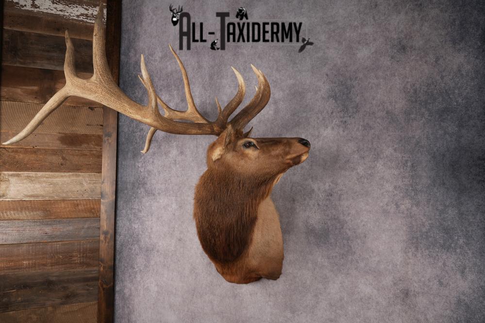 Elk Shoulder Mount SKU 2862 - Image 8