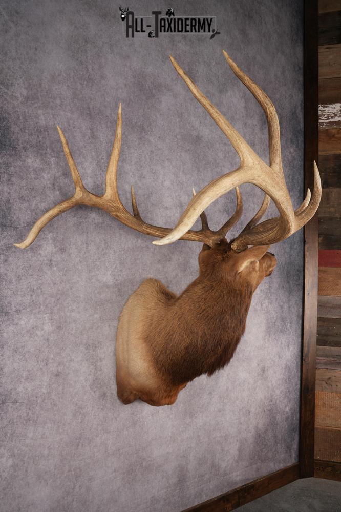 Elk Shoulder Mount SKU 2862 - Image 7