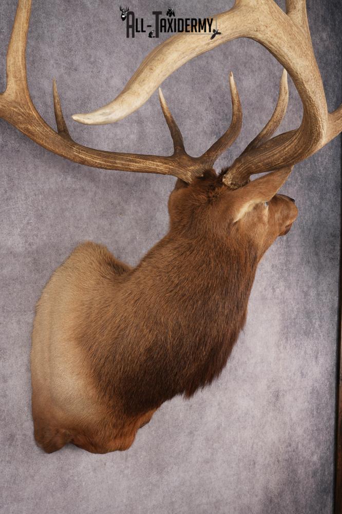 Elk Shoulder Mount SKU 2862 - Image 6