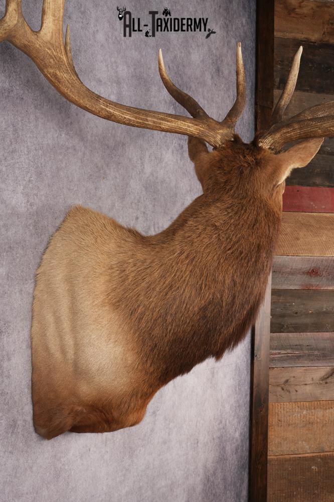 Elk Shoulder Mount SKU 2862 - Image 5