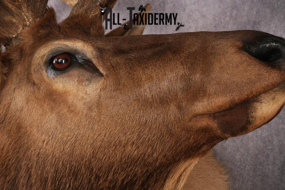 Elk Shoulder Mount SKU 2862 - Image 4