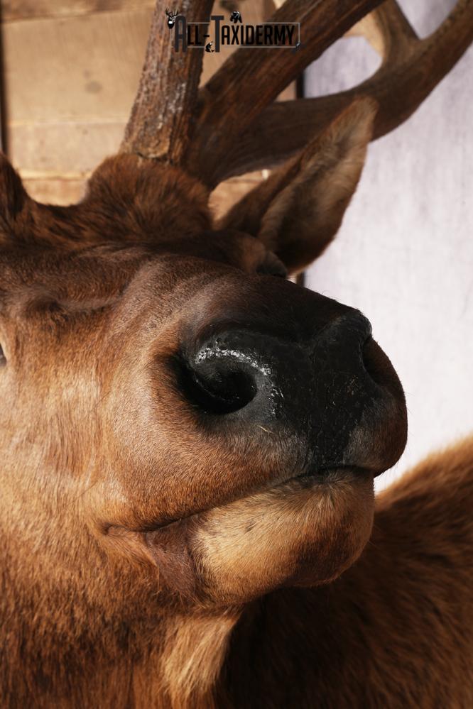 Elk Shoulder Mount SKU 2862 - Image 3