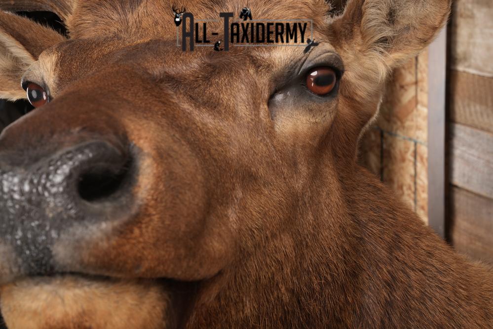 Elk Shoulder Mount SKU 2862 - Image 2