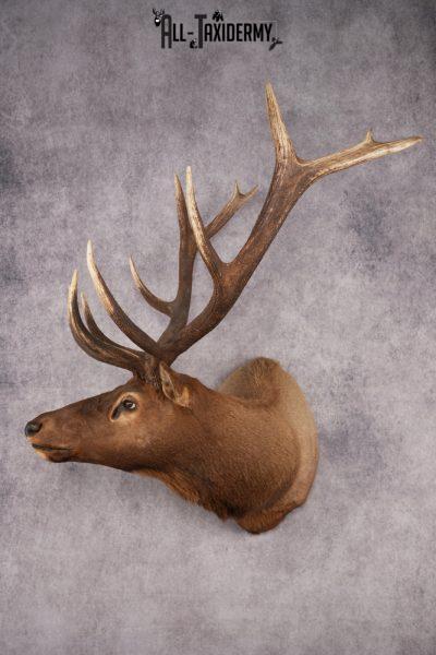 Elk Shoulder Mount SKU 2859