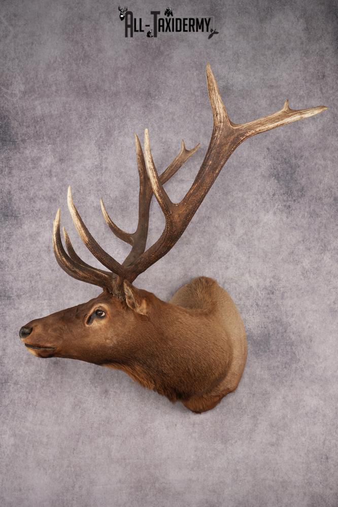 Elk Shoulder Mount SKU 2859